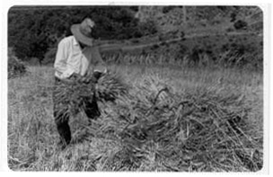 Raccolta di grano Cappelli in Calabria