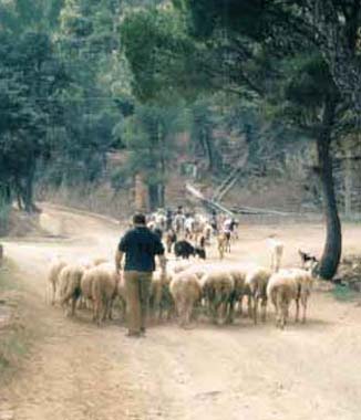 Gorgona, un detenuto porta le pecore al pascolo