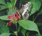 una farfalla