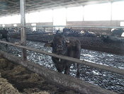 Una delle 300 bufale di Ciorlano