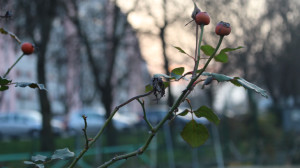Un ramo di melo ornamentale al tramonto