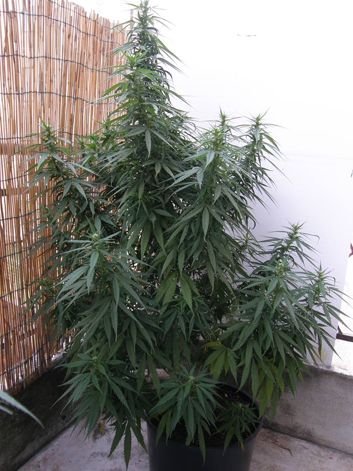 pianta-cannabis