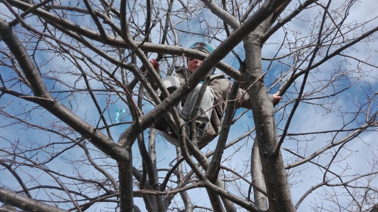 Un bambino di "Maestra Natura" in cima a un albero