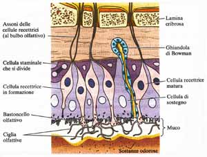 Particolare delle cellule che costituiscono la mucosa olfattiva