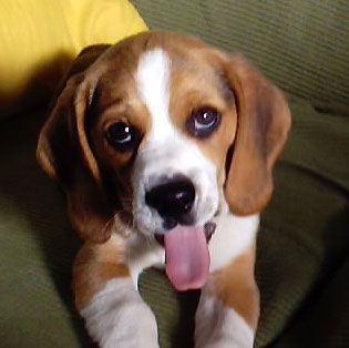Melvin, un beagle di quattro mesi