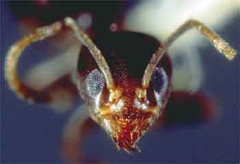 Una formica argentina linepithema humile