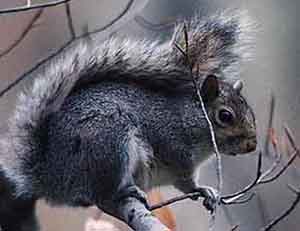 Uno scoiattolo grigio nordamericano