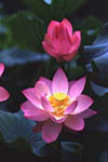 Un fiore di loto