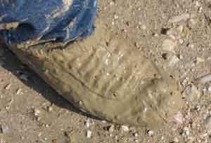 Guarda le altre foto