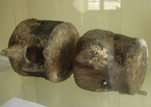 Le "vertebre del drago" al museo di Apecchio