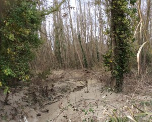 Il campo di Ca' Gallo sommerso dal fango dopo l'esondazione del Foglia